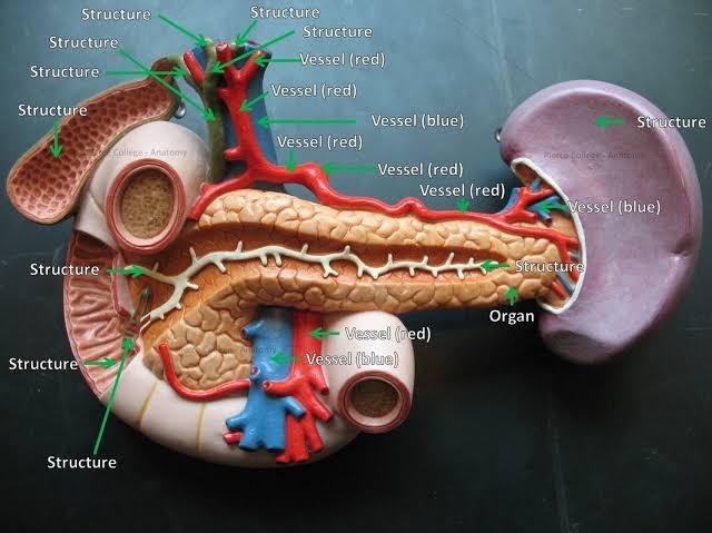 Doctors Won’t Admit This ,Your Pancreas Could Be Slowly Dying And You’d Never Know